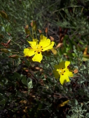 Cistus halimifolius