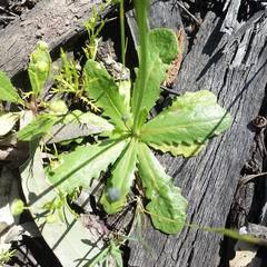 Hypochaeris glabra