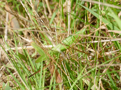 Neoconocephalus ensiger