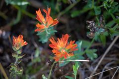 Castilleja affinis affinis