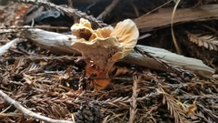 Hydnellum aurantiacum