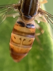 Toxomerus pulchellus