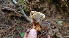 Hydnellum aurantiacum
