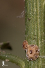 Ceroplastes sinensis