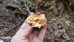 Hydnellum aurantiacum