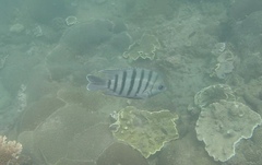 Abudefduf bengalensis