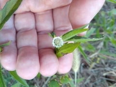 Eclipta prostrata