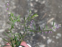 Polygala paniculata