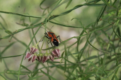 Lygaeus reclivatus