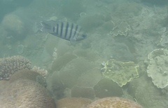 Abudefduf bengalensis