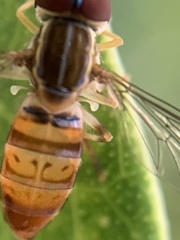 Toxomerus pulchellus