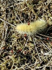 Formica integra