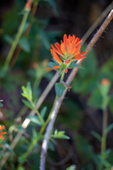 Castilleja affinis affinis