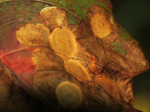 Poison Ivy Leaf-miner Moth