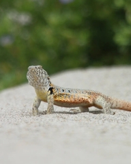 Liolaemus nigromaculatus