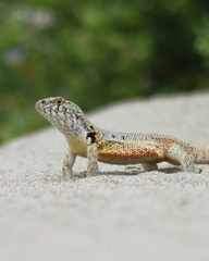 Liolaemus nigromaculatus