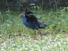 Porphyrio poliocephalus