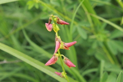 Crotalaria pumila