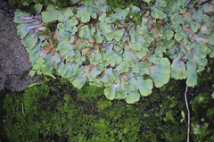 Plagiochasma rupestre