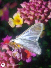 Palpita
