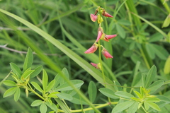 Crotalaria pumila