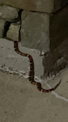 Lampropeltis elapsoides