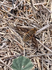 Poecilanthrax arethusa