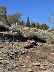 Cervus canadensis canadensis