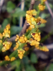 Leptomeria scrobiculata