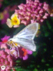 Palpita