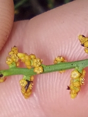 Leptomeria scrobiculata
