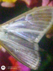 Palpita