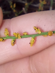 Leptomeria scrobiculata