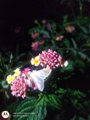 Palpita