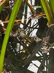 Lithobates pipiens