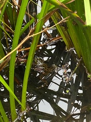 Lithobates pipiens