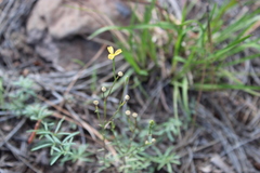 Linum neomexicanum