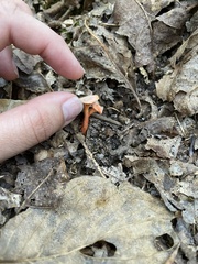 Cantharellus corallinus