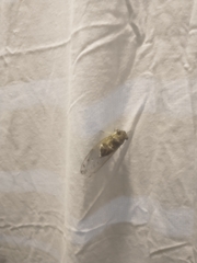 Diceroprocta mesochlora