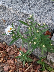 Symphyotrichum novi-belgii