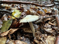 Inocybe corydalina