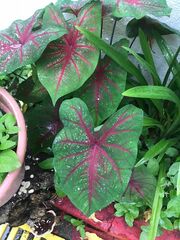 Caladium bicolor