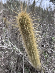 Bergerocactus emoryi