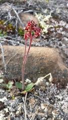 Micranthes hieraciifolia