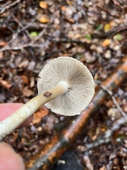 Inocybe corydalina