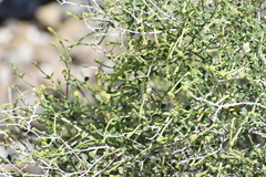 Acleisanthes parvifolia