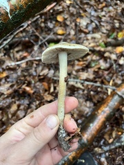Inocybe corydalina