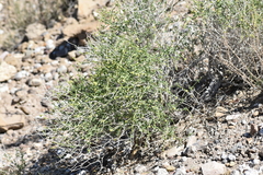 Acleisanthes parvifolia