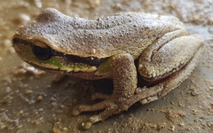 Litoria ewingii