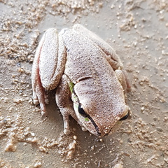 Litoria ewingii